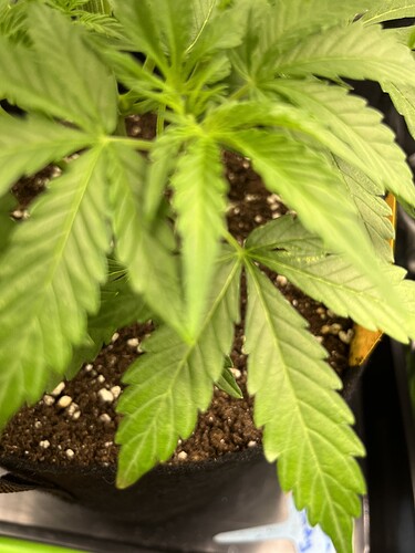 Growreport Bild 5