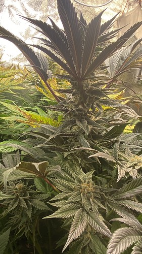 Growreport Bild 11