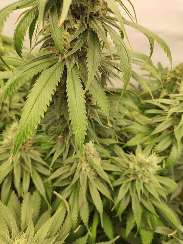 Growreport Bild 7