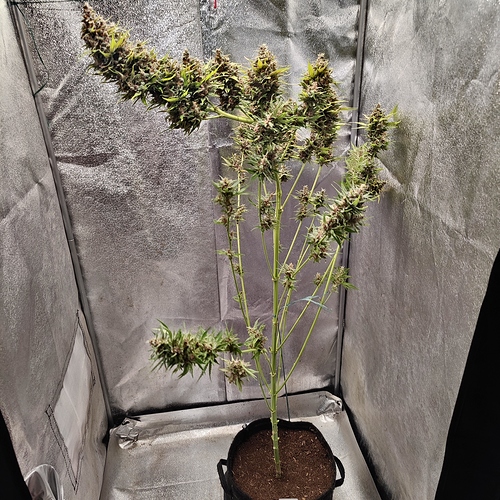 Growreport Bild 16