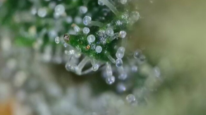 Growreport Bild 45