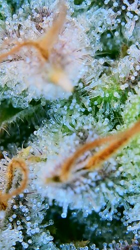 Growreport Bild 11