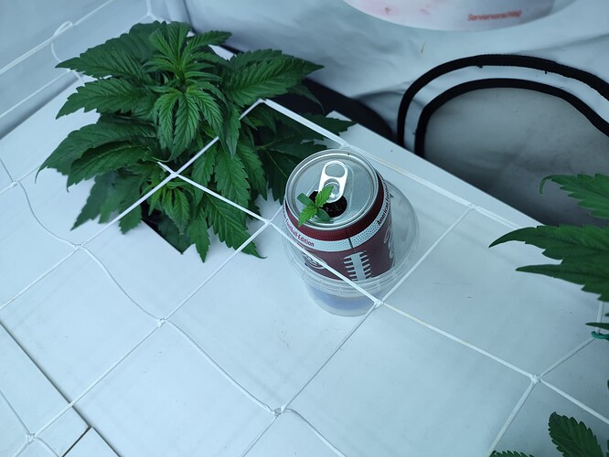 Growreport Bild 42