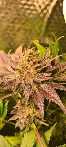 Growreport Bild 4