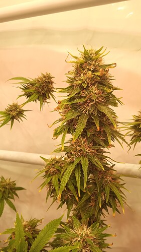 Growreport Bild 10