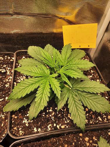 Growreport Bild 7