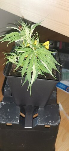 Growreport Bild 24