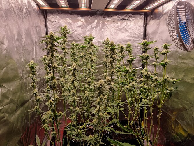 Growreport Bild 31