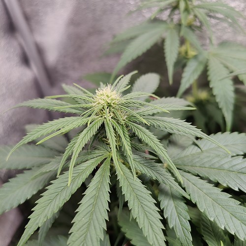 Growreport Bild 8