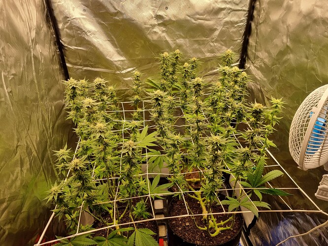 Growreport Bild 44