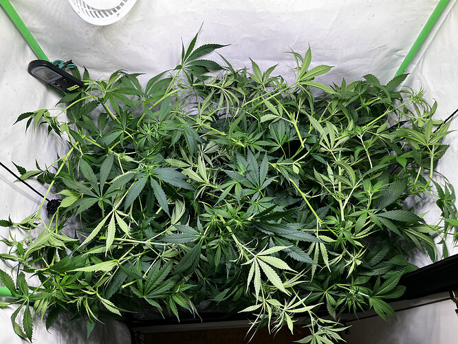 Growreport Bild 8