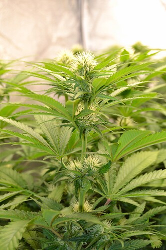 Growreport Bild 7