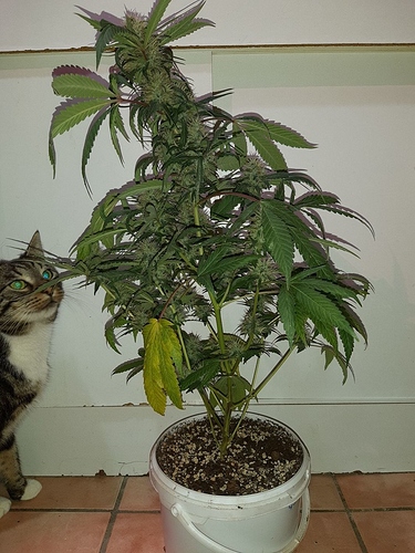 Growreport Bild 4