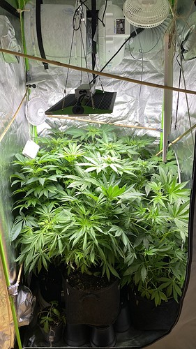Growreport Bild 1