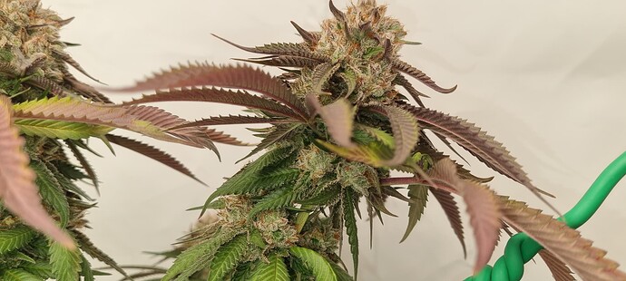 Growreport Bild 25