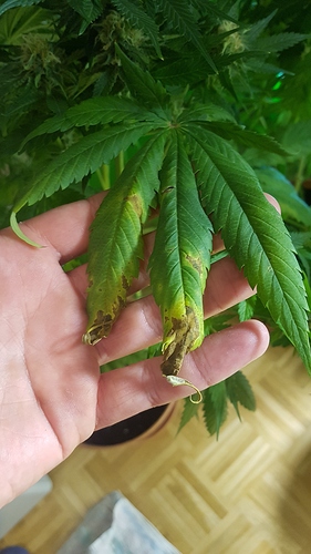 Growreport Bild 17