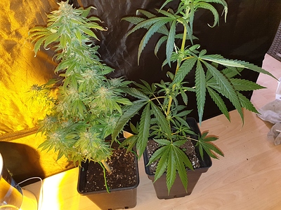 Growreport Bild 38