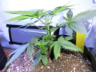 Eine junge Cannabispflanze in einem Zelt, die sich im Wuchs befindet.