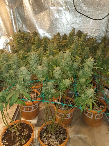 Growreport Bild 11