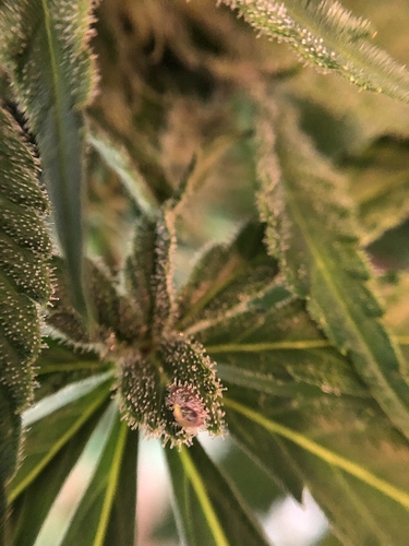 Growreport Bild 41