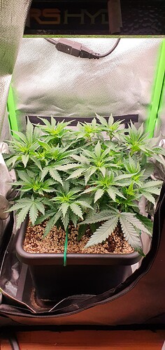 Growreport Bild 1