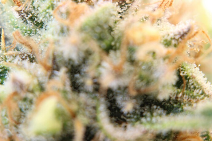 Growreport Bild 8