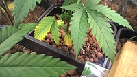 Growreport Bild 6