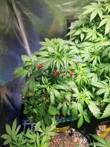 Growreport Bild 8
