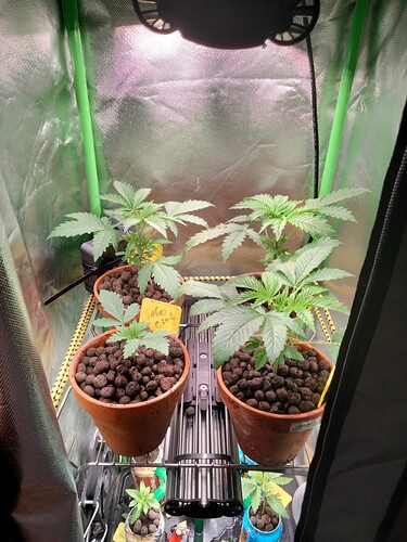 Growreport Bild 1