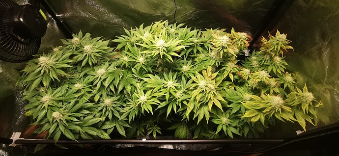 Growreport Bild 35