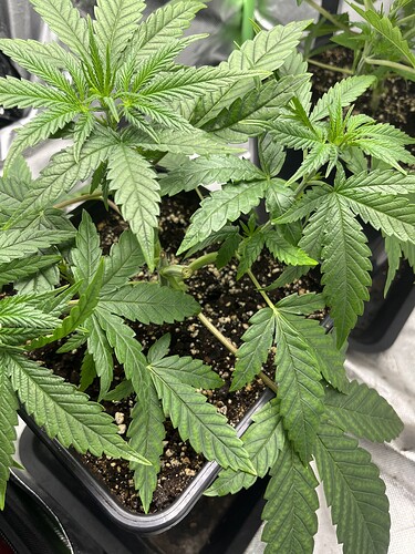 Growreport Bild 10