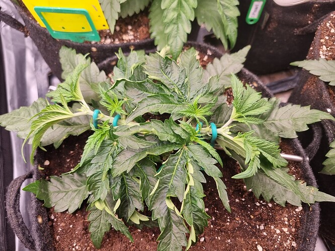 Growreport Bild 40