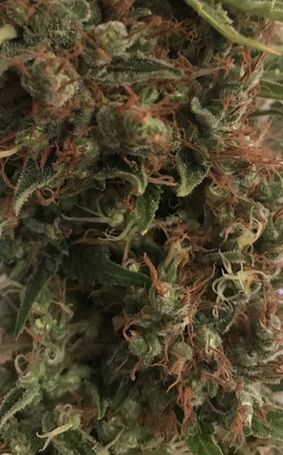 Growreport Bild 35