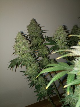 Growreport Bild 4