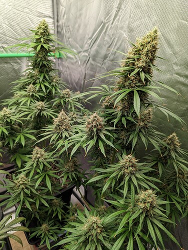 Growreport Bild 5