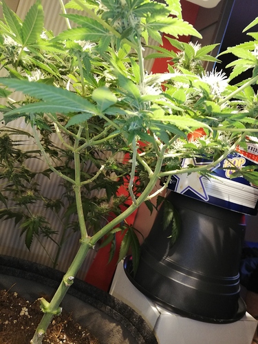 Growreport Bild 9