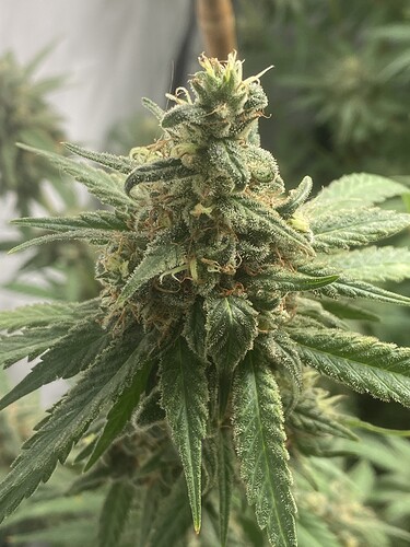 Growreport Bild 2
