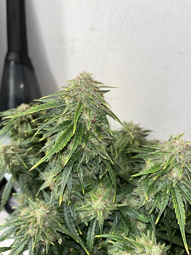 Growreport Bild 1