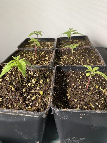 Growreport Bild 1