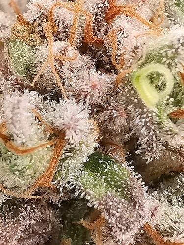 Growreport Bild 30