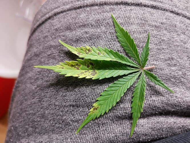 Growreport Bild 3
