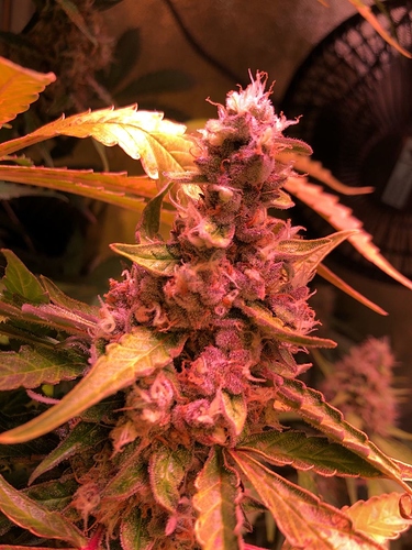 Growreport Bild 5