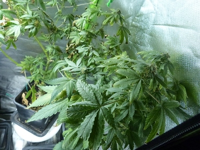 Growreport Bild 8