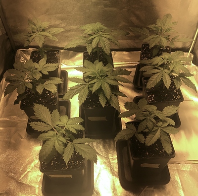 Growreport Bild 3