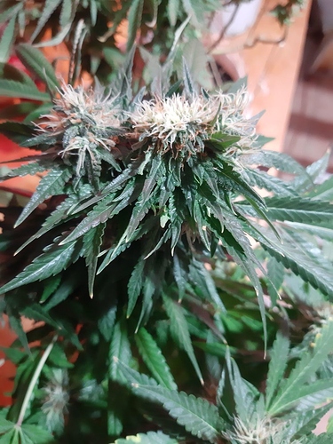 Growreport Bild 4