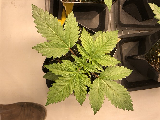 Growreport Bild 6