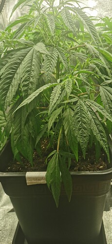 Growreport Bild 42