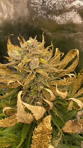 Growreport Bild 3