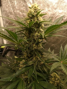 Growreport Bild 5