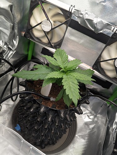 Growreport Bild 3